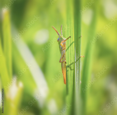 Green grasshopper on the grass in macro