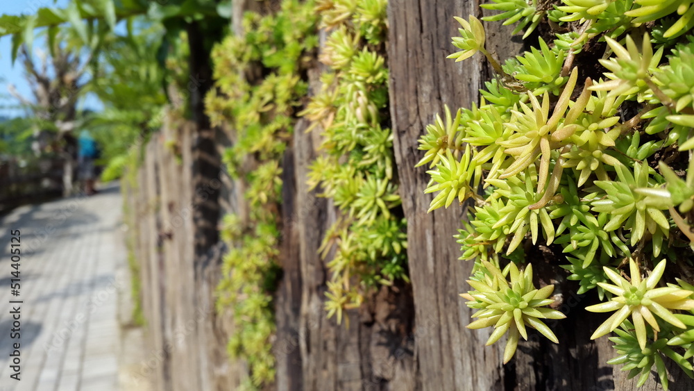 Obraz premium Green Sedum (Stonecrop) at the wall
