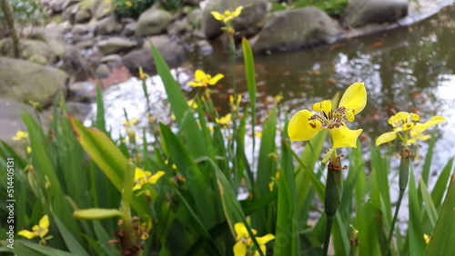 Yellow Flower beside pond in garden