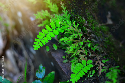 Leaves of Adiantum capillus veneris (venus hair fern) near waterfall photo