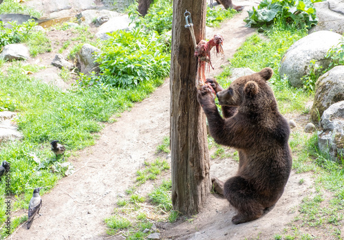 Photography Brown bear, wild animal eats meat.