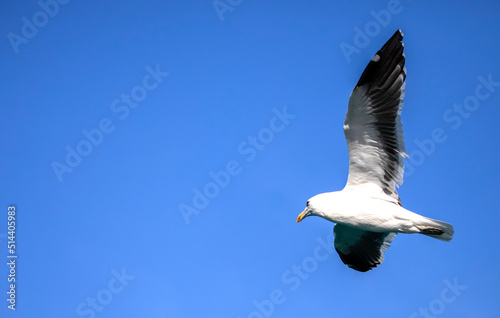Canvas Print Seagull flying over the Atlantic Ocean in search of food near the coastline of the fynbos coast, this coast is located in South Africa where the Atlantic meets the Indian Ocean