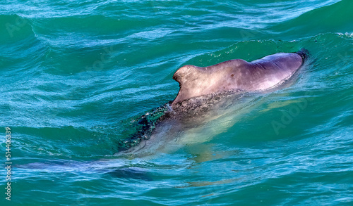 Dolphin swimming in the atlantic ocean near the coastline of the fynbos coast in Gansbaai South Africa  this place is famous for the observation of marine animals.