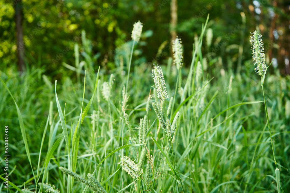 Obraz premium łąka i wysoka trawa 