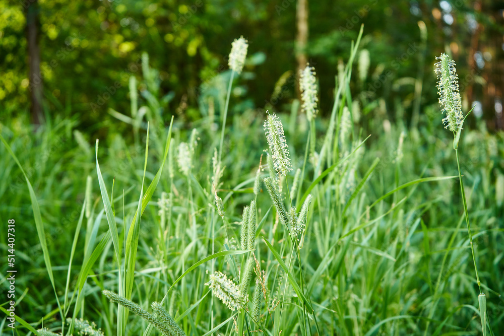 łąka i wysoka trawa  - obrazy, fototapety, plakaty 