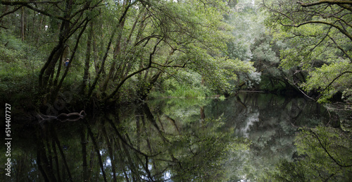 Green forest on the bank of a calm river