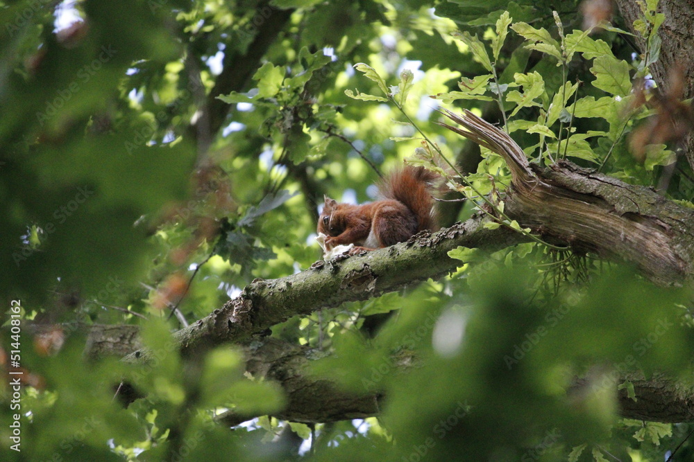 écureuil , manger , champignon