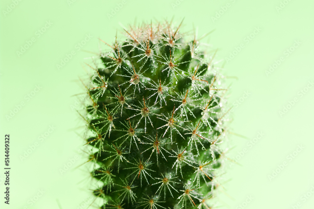 Wet cactus on green background. Close up image of a cactus with water droplets on prickles.