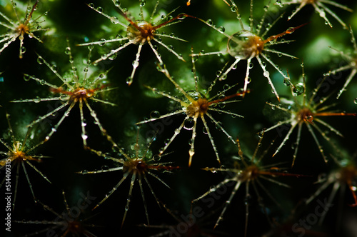 Macro image of cactus prickles with droplets.
