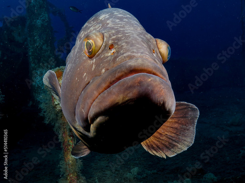 Dusky Mediterranean grouper - Epinephelus marginatus from Cyprus photo