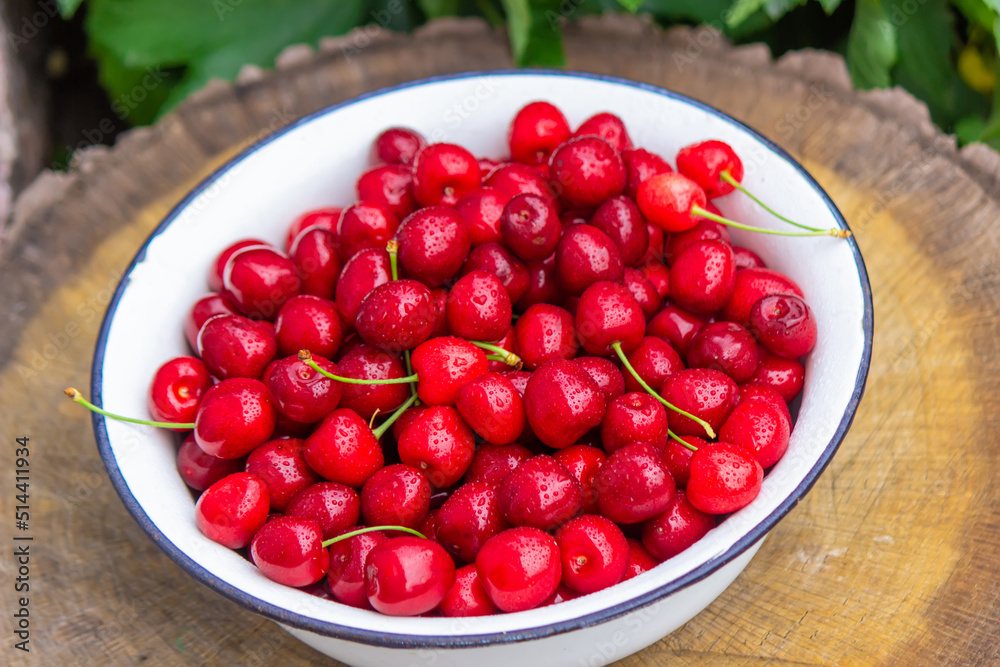 the child holds a bowl with freshly picked cherries. the child holds a bowl with freshly picked cherries.