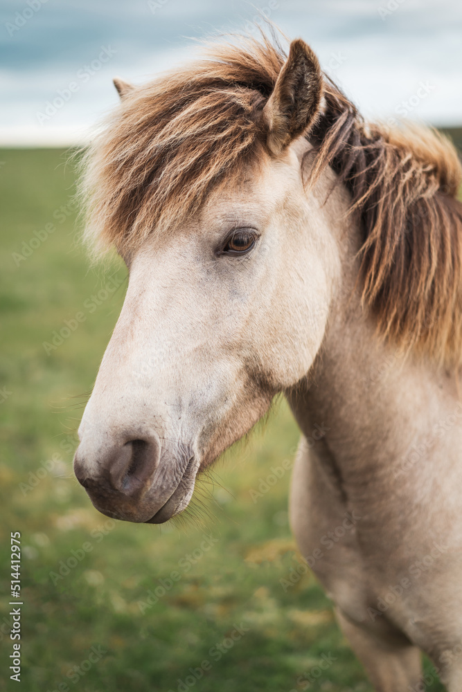 Fototapeta premium portrait of icelandic horse