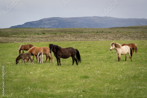 small herd of icelandic horses © Markus
