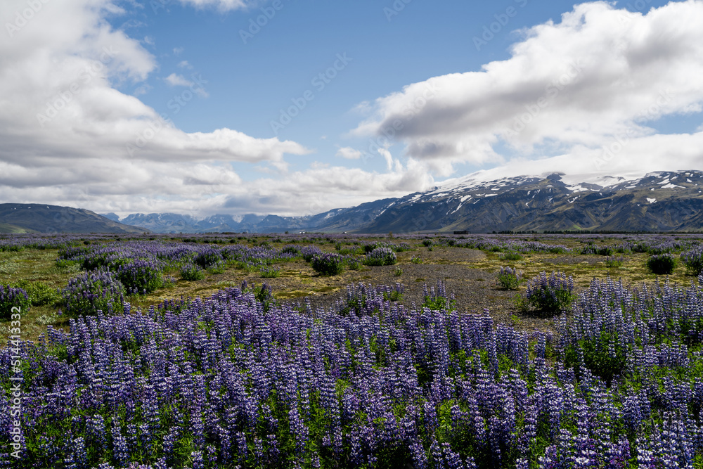 typical summer landscape in iceland