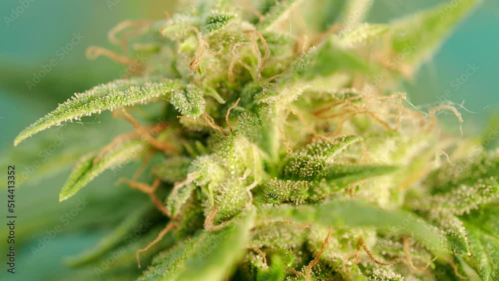 Macro detail of ripe cannabis plant - hemp - in 4K VIDEO. Blooming female marijuana flower with large bud colas and visible brown pistil hairs and amber trichomes. Close-up. Macro detail of ripe cannabis plant - hemp - in 4K VIDEO. Blooming female marijuana flower with large bud colas and visible brown pistil hairs and amber trichomes. Close-up.