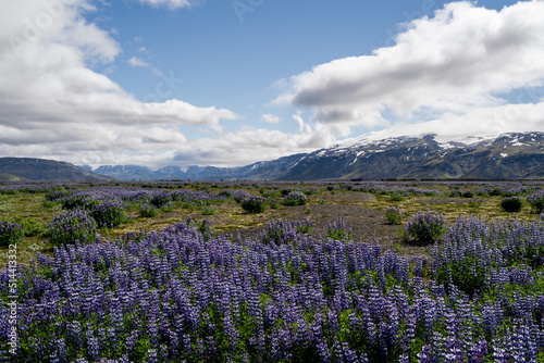 typical summer landscape in iceland