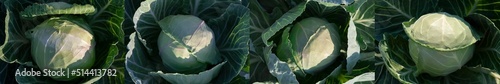 Foto Cabbage fresh for salad, head of cabbage close-up, set of 4 photos harvest conce
