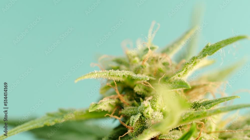 Macro detail of ripe cannabis plant - hemp - in 4K VIDEO. Blooming female marijuana flower with large bud colas and visible brown pistil hairs and amber trichomes. Close-up.