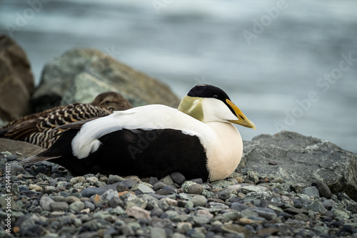 Bild auf Leinwand adult male Common eider duck