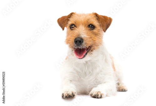 dog with open mouth with tongue on white background breed jack russell