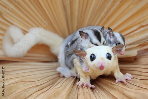 A mother sugar glider is looking for food while holding her two babies.  photo