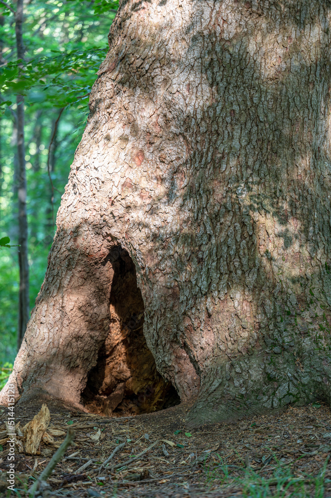 Obraz premium A brown bear´s lair in the old fir tree. Bieszczady Mountains, Carpathians, Poland.