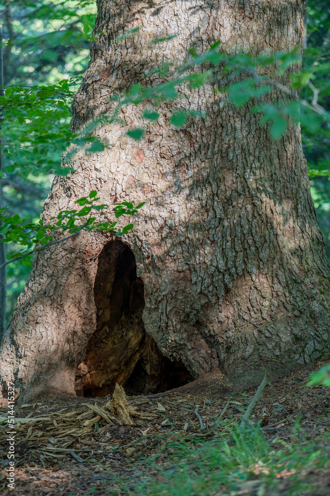 A brown bear´s lair in the old fir tree. Bieszczady Mountains, Carpathians, Poland.
