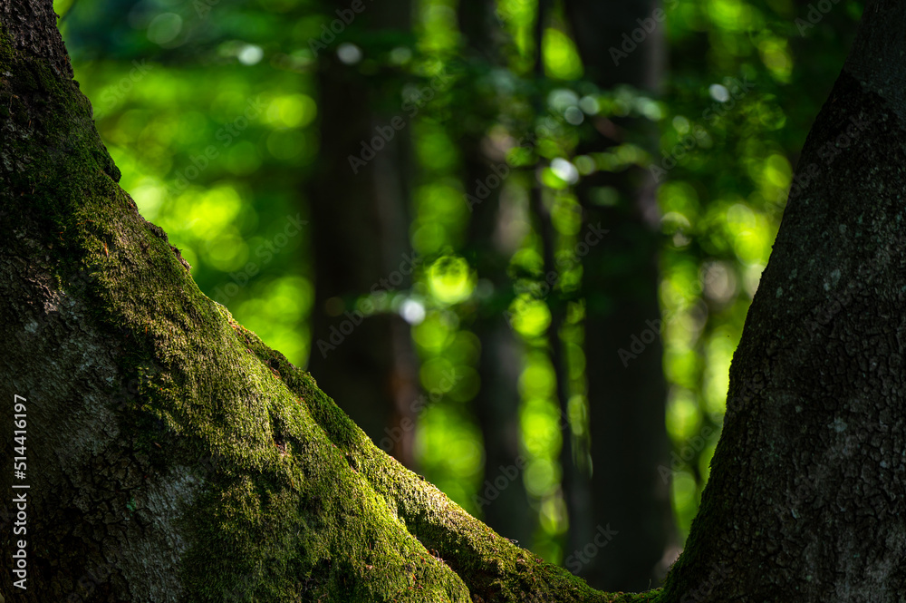 Fototapeta premium A close-up of an old, dark, primeval forest with the copy space area. Bieszczady National Park, Carpathians, Poland.