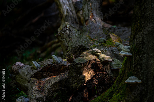 A close-up of an old, dark, primeval forest with the copy space area. Bieszczady National Park, Carpathians, Poland.