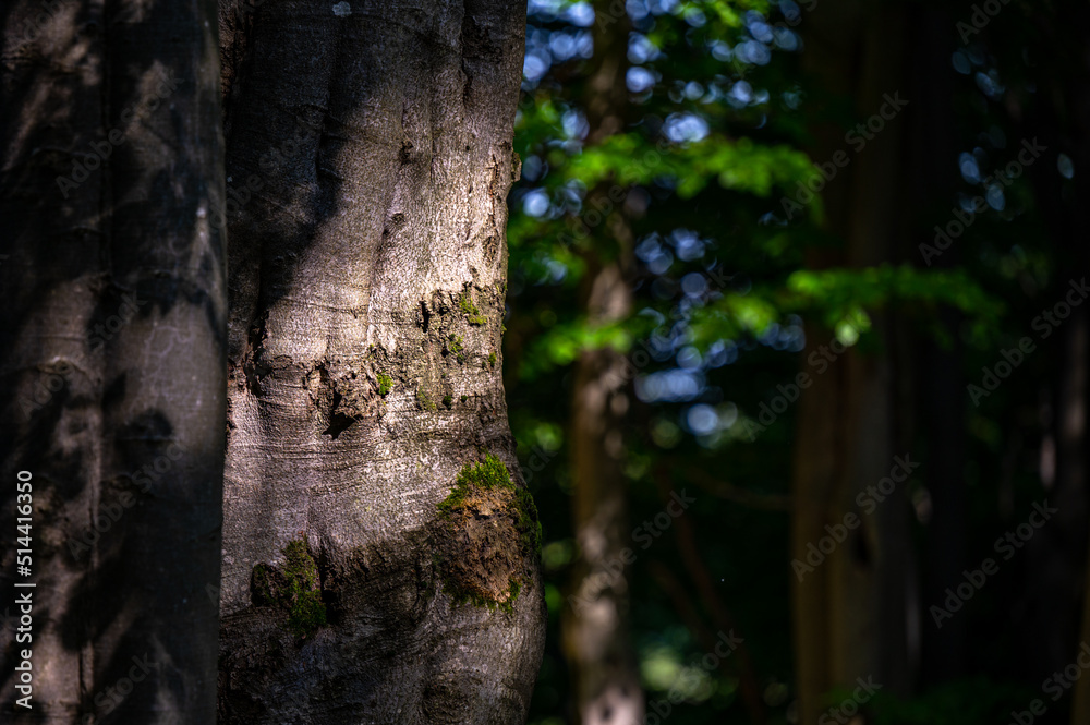 A close-up of an old, dark, primeval forest with the copy space area. Bieszczady National Park, Carpathians, Poland. A close-up of an old, dark, primeval forest with the copy space area. Bieszczady National Park, Carpathians, Poland.