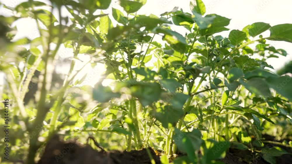 Potato plants bushes growing in rows on farm, vegetable field. Green potatoes, young blooming plants. Agriculture, plantation, industry, summer sunny day. Potato plants bushes growing in rows on farm, vegetable field. Green potatoes, young blooming plants. Agriculture, plantation, industry, summer sunny day.