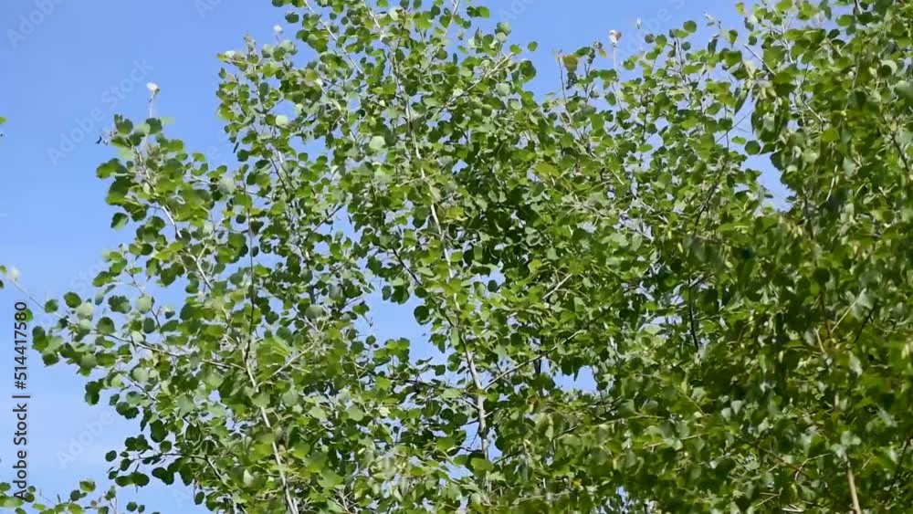 Birch leaves flicker in wind, windy day Birch leaves flicker in wind, windy day