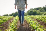 Farmer with rubber boots is walking in dry corn field. Agricultural activity in cultivated land at arid climate