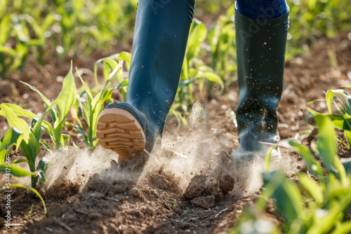 Farmer with rubber boots is walking in dry corn field Fototapet