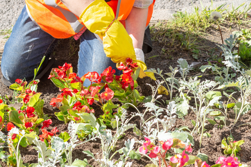 Fototapeta premium planting flowers in the garden.