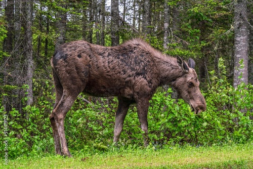 Moose at Forillon National Park, Quebec, Canada photo