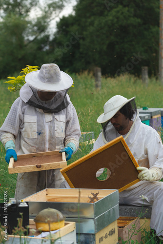 couple of beekeepers placing beehive frames. vertical