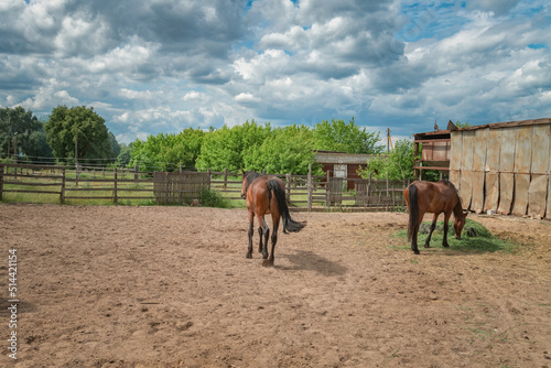 Thoroughbred horses stand in a paddock on a farm.