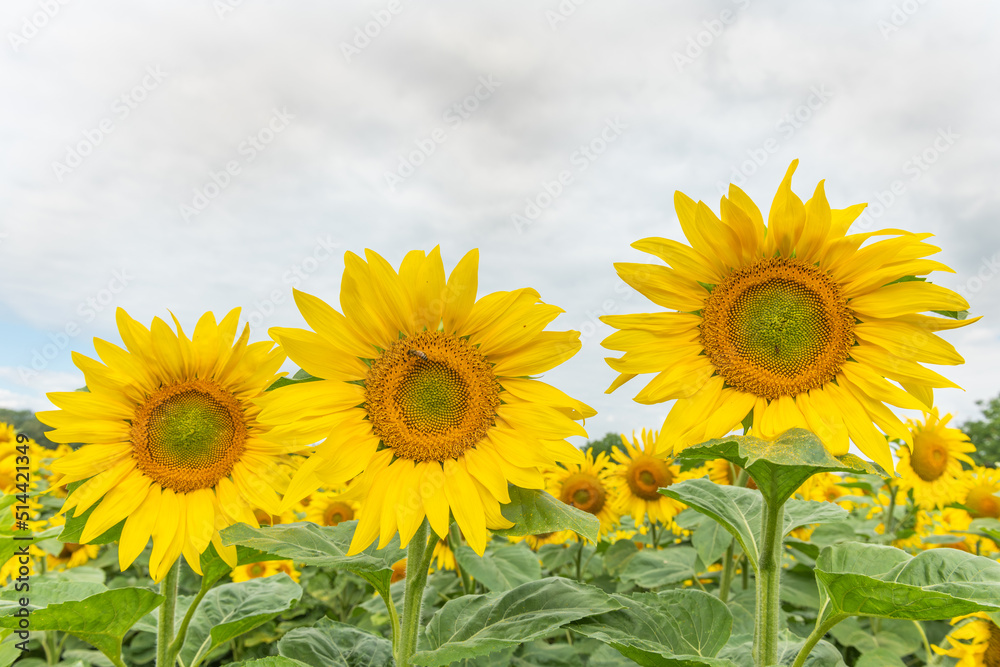 Fields of sunflowers or sun (Helianthus annuus) grown for its edible seeds, flour and oil.