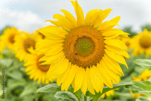 Fields of sunflowers or sun (Helianthus annuus) grown for its edible seeds, flour and oil.