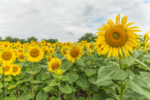 Fields of sunflowers or sun  Helianthus annuus  grown for its edible seeds  flour and oil.