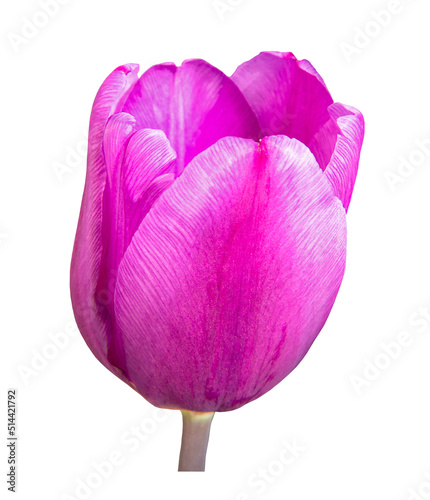 Light purple tulip flower bud close-up, isolated on white. Lilac elegant tulip flower on a white background