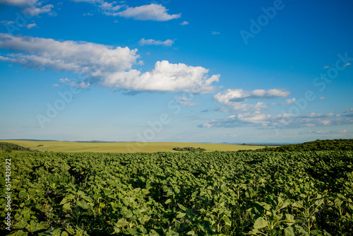 Green unbloomed sunflowers on a sunny blue sky day. Natural landscape. Field of sunflowers