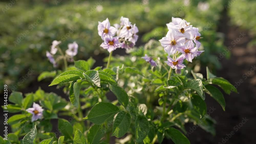 Blooming potato, young fresh plant growing on farmland or field. Fertile black rich soil, chernozem. View on golden hour. Agriculture, vegetable, organic, cultivation. Blooming potato, young fresh plant growing on farmland or field. Fertile black rich soil, chernozem. View on golden hour. Agriculture, vegetable, organic, cultivation.