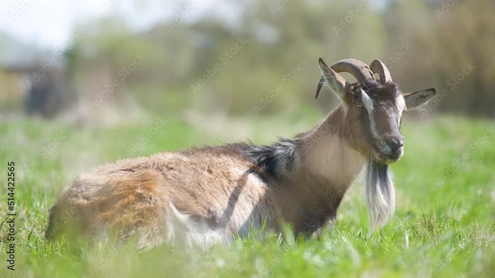 Domestic milk goat with long beard and horns resting on green pasture grass on summer day. Feeding of cattle on farm grassland Domestic milk goat with long beard and horns resting on green pasture grass on summer day. Feeding of cattle on farm grassland