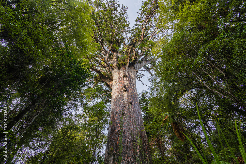 Fototapeta premium ニュージーランド ワイポウア・カウリ森林保護区にあるカウリ最大のタネ・マフタ