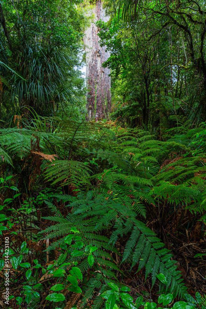 ニュージーランド　ワイポウア・カウリ森林保護区にあるカウリ最大のタネ・マフタ