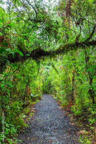 ニュージーランド ワイポウア・カウリ森林保護区のカウリ・ウォークスの森林風景