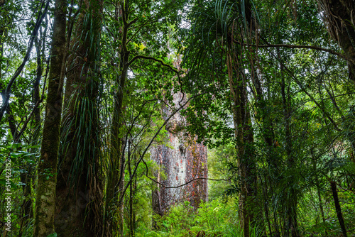 ニュージーランド ワイポウア・カウリ森林保護区のカウリ最古のテ・マツア・ナヘレ