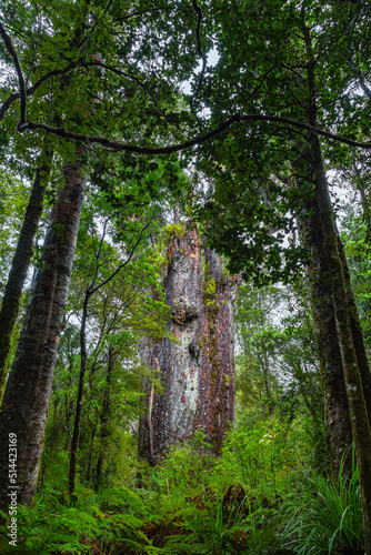 ニュージーランド　ワイポウア・カウリ森林保護区のカウリ最古のテ・マツア・ナヘレ